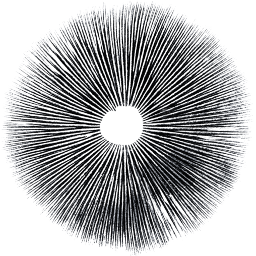 Spore Print 3 Spore Print 3